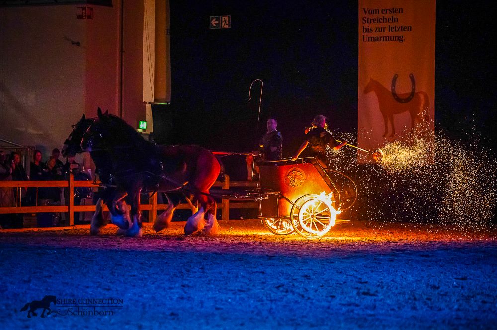 Shire Horse Streitwagen